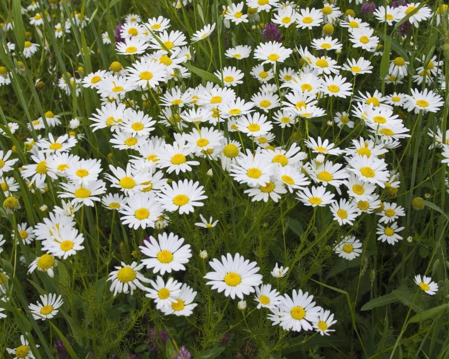 Ромашка Полевая мелколистная