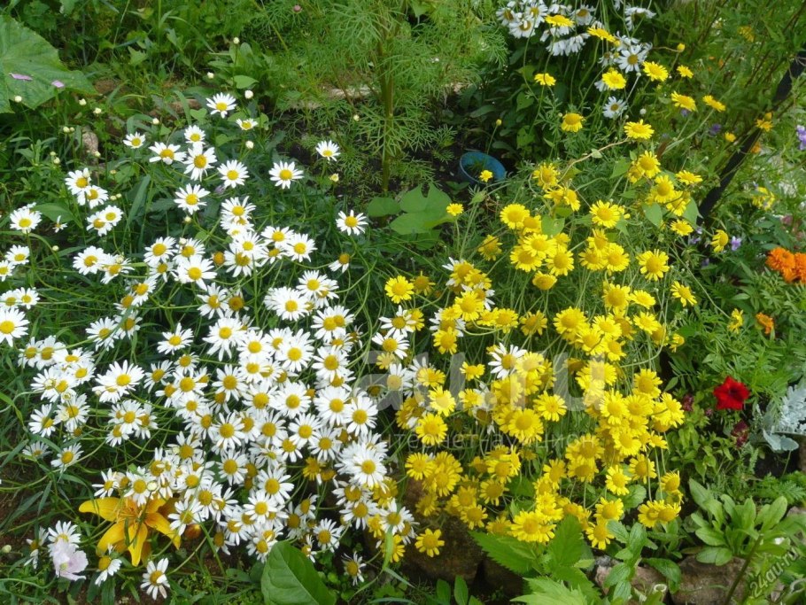 Ромашка цветы