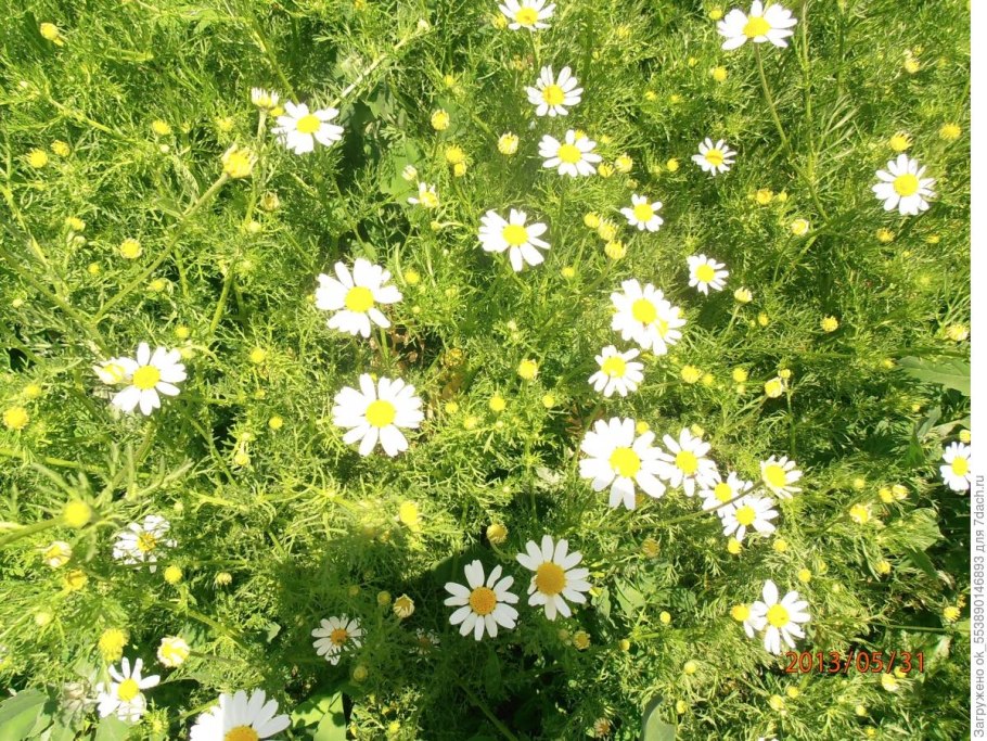 Ромашка лекарственная семена