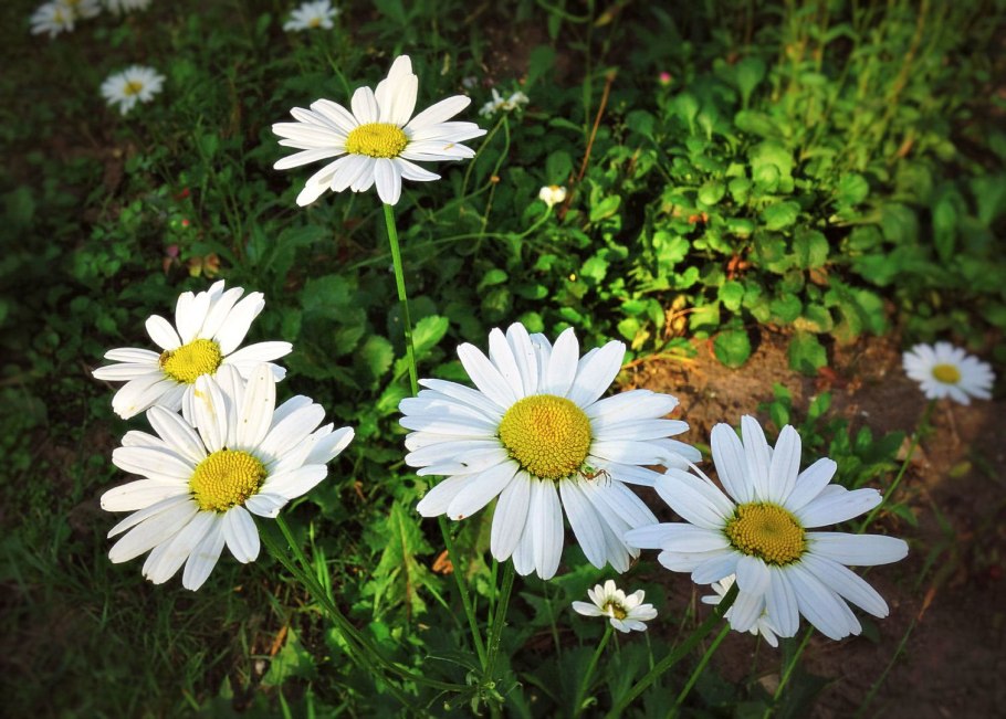 Астровая Ромашка Полевая
