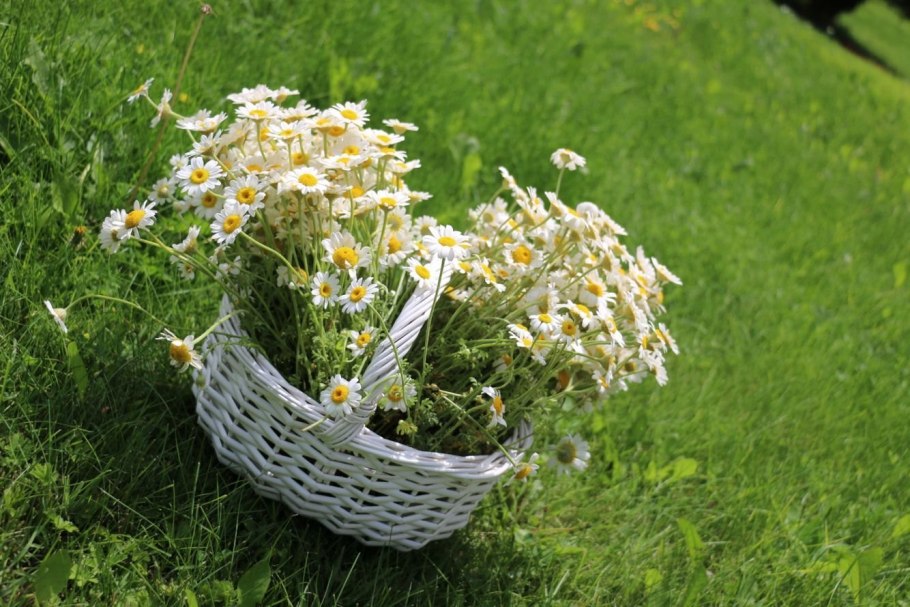 Ромашка аптечная в цветнике