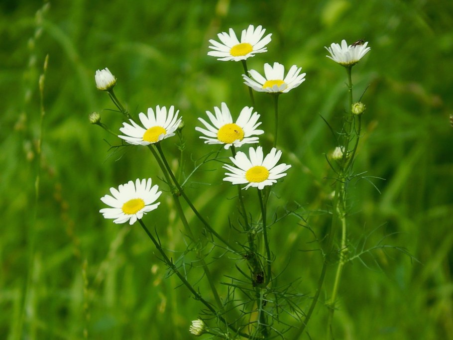 Нивяник поповник