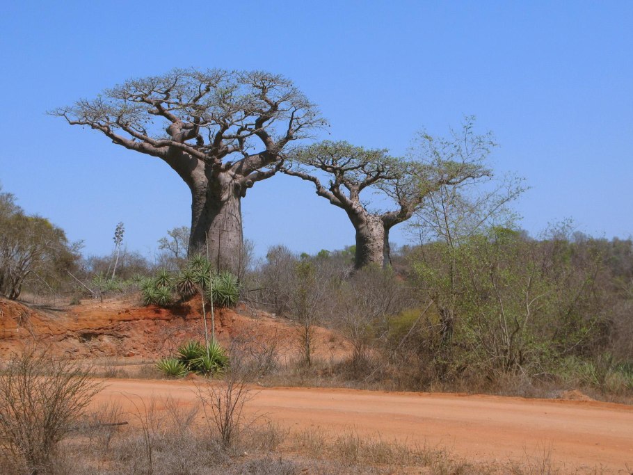 Драцена Сокотра