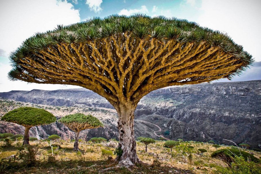 Зонтичные акации в Австралии