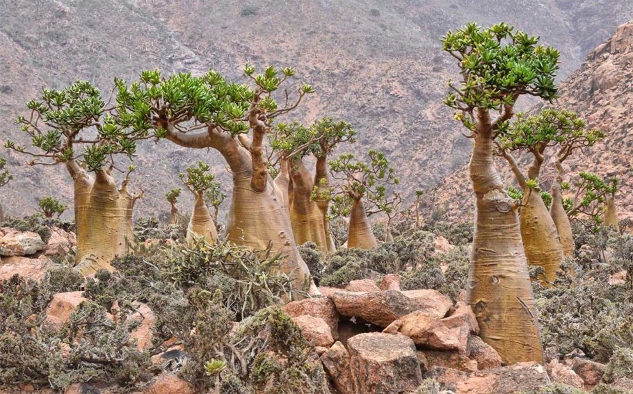 Акации Южной Америки