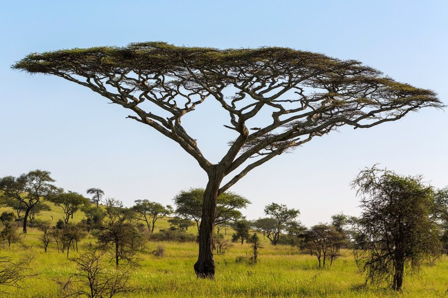 Акации в Танзании