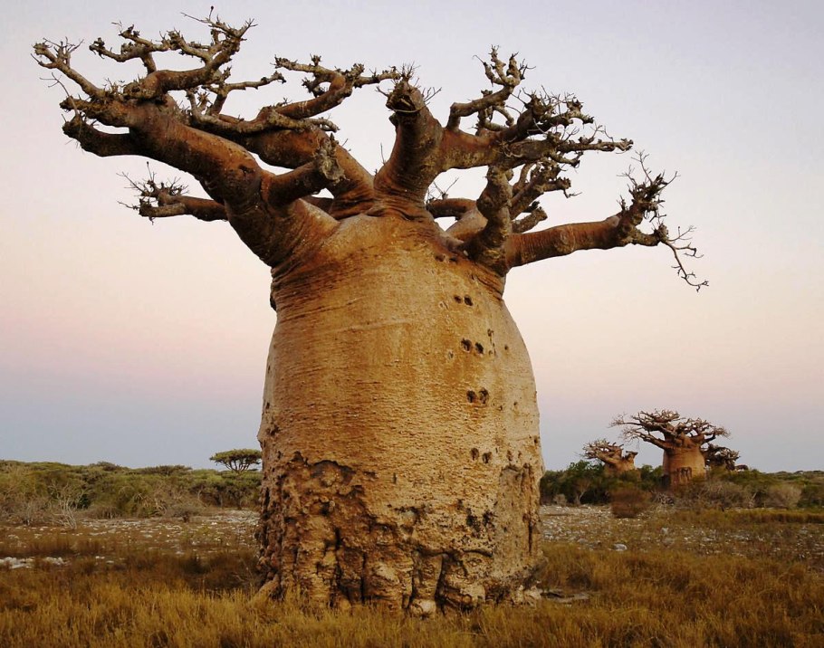 Африканская зонтичная Акация