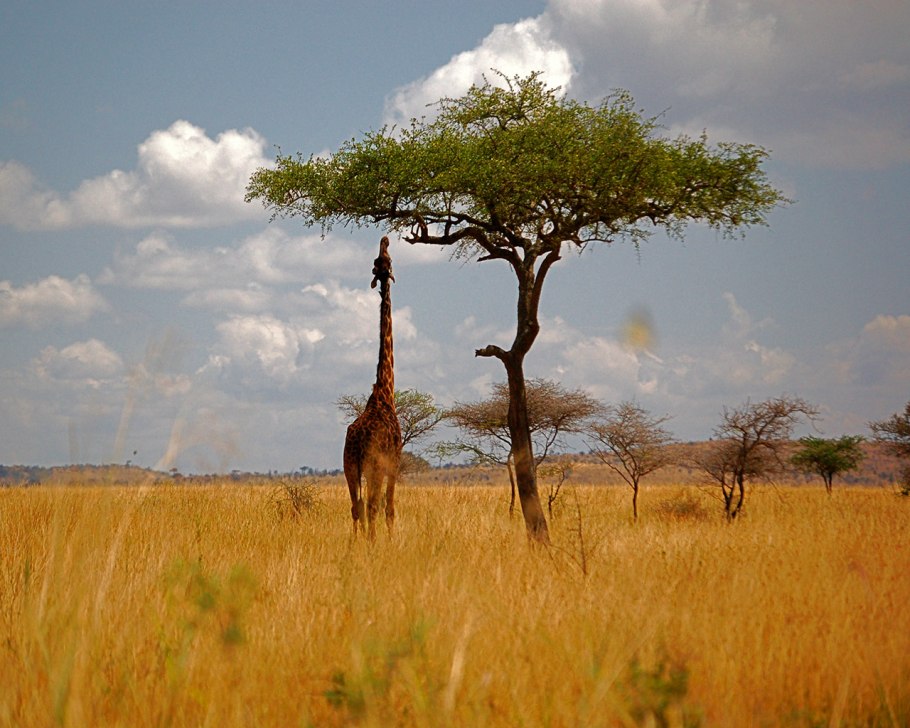 Зонтичная Акация в Африке