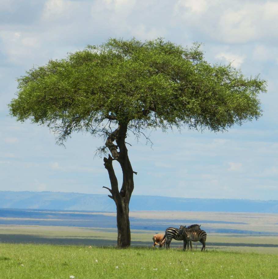 Южно Африканская Республика растения