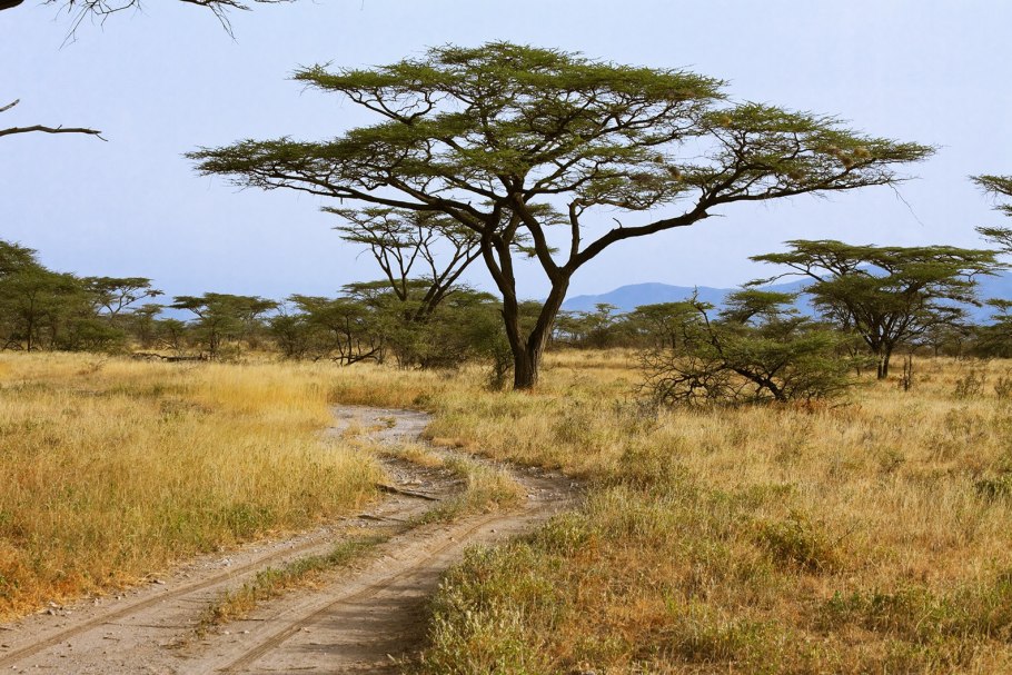 Баобаб (Адансония пальчатая