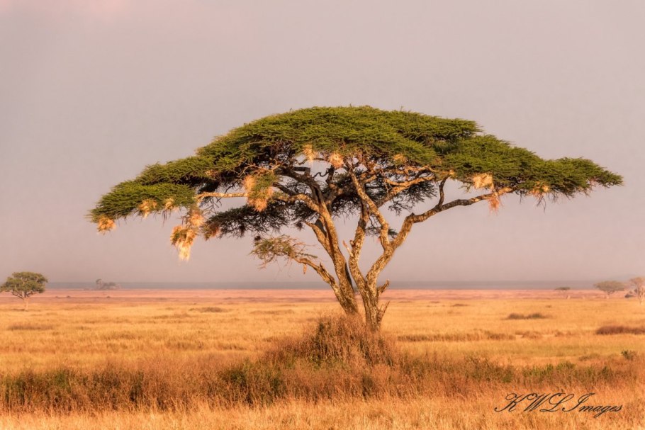 Растения Африки баобаб