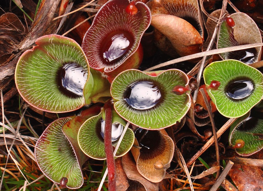 Венерина мухоловка (Dionaea muscipula)
