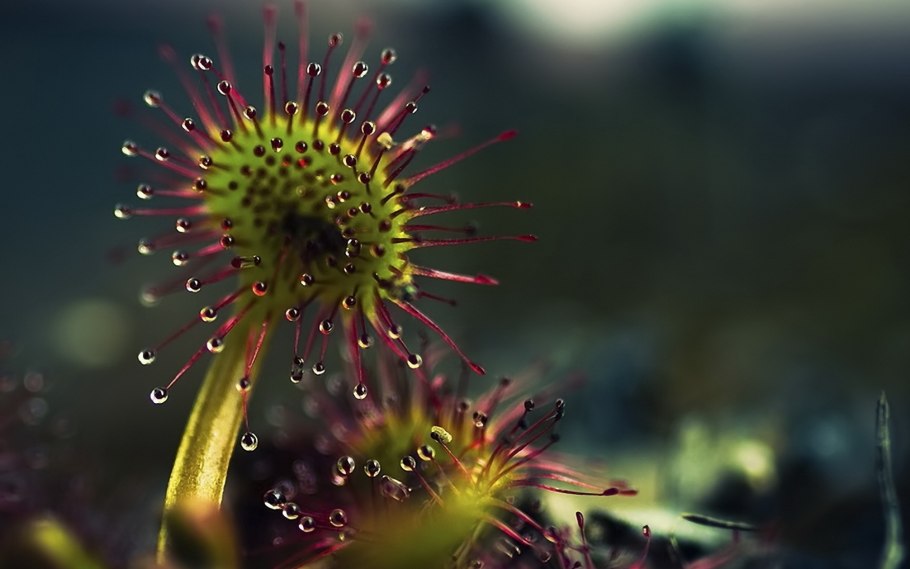 Хищные растения опасные для человека