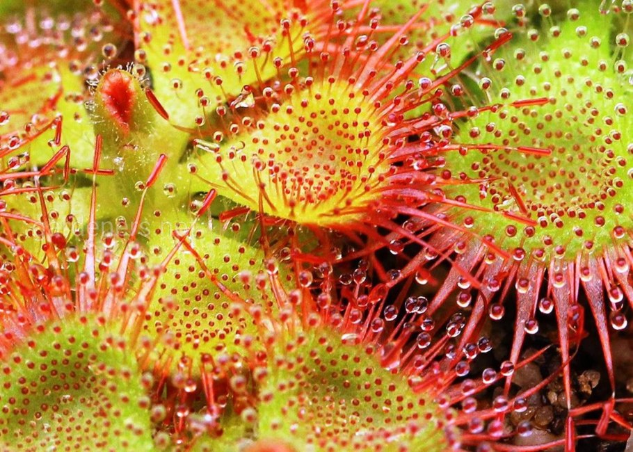 Растение Венерина мухоловка