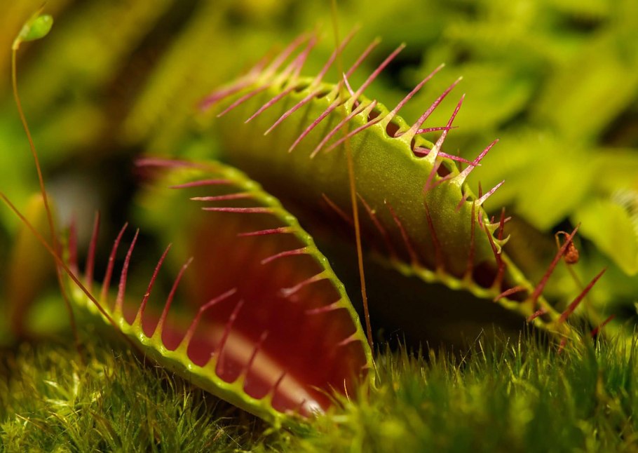 Росянка мухоловка