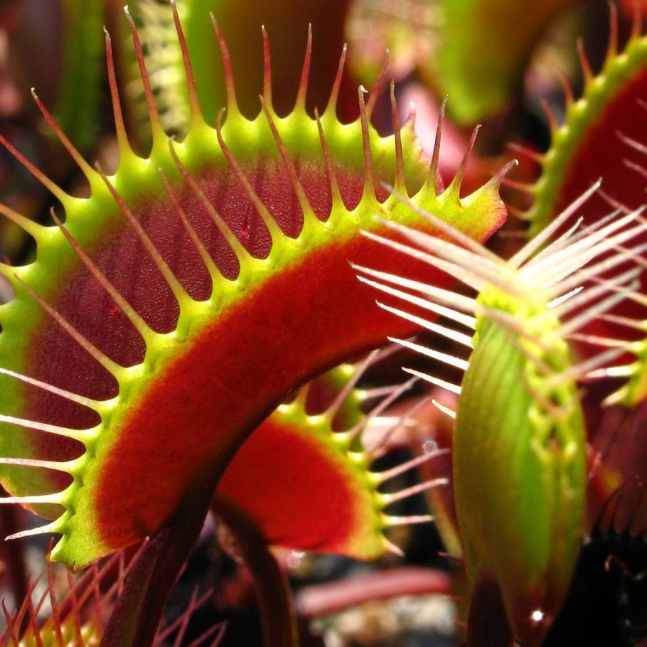 Насекомоядные растения гелиамфора