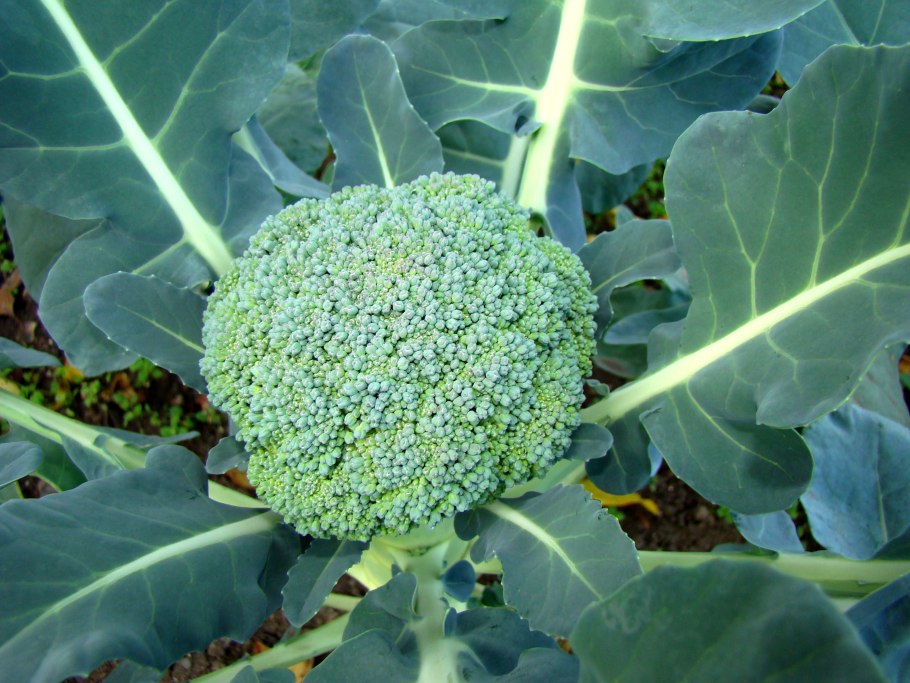 Brassica oleracea var