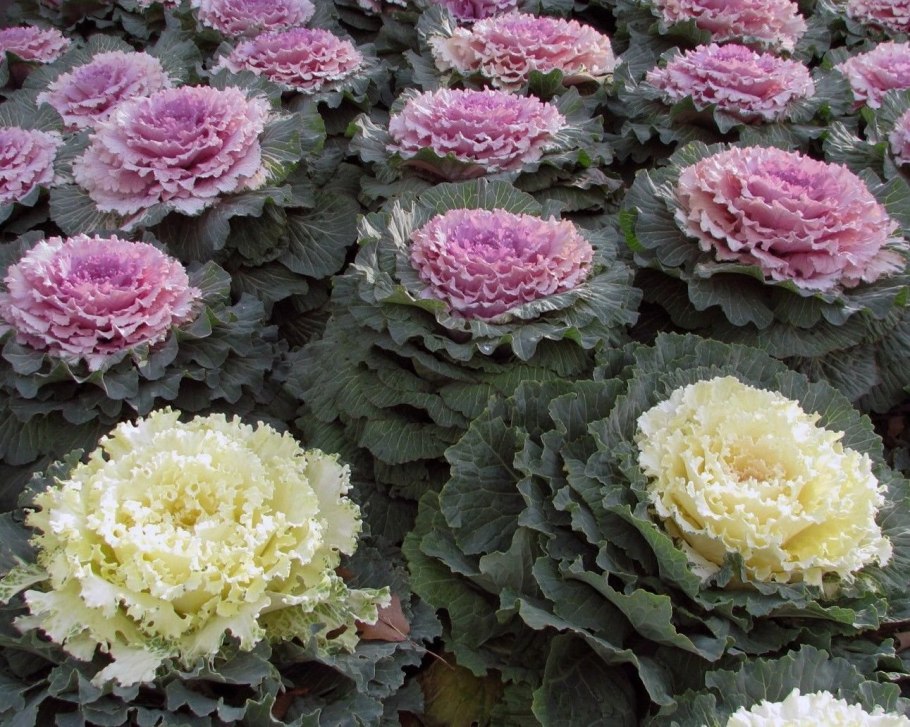 Капуста декоративная Brassica oleracea var acephala