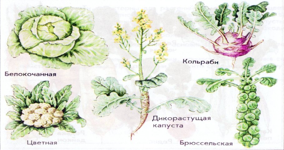Дикая капуста дикий предок
