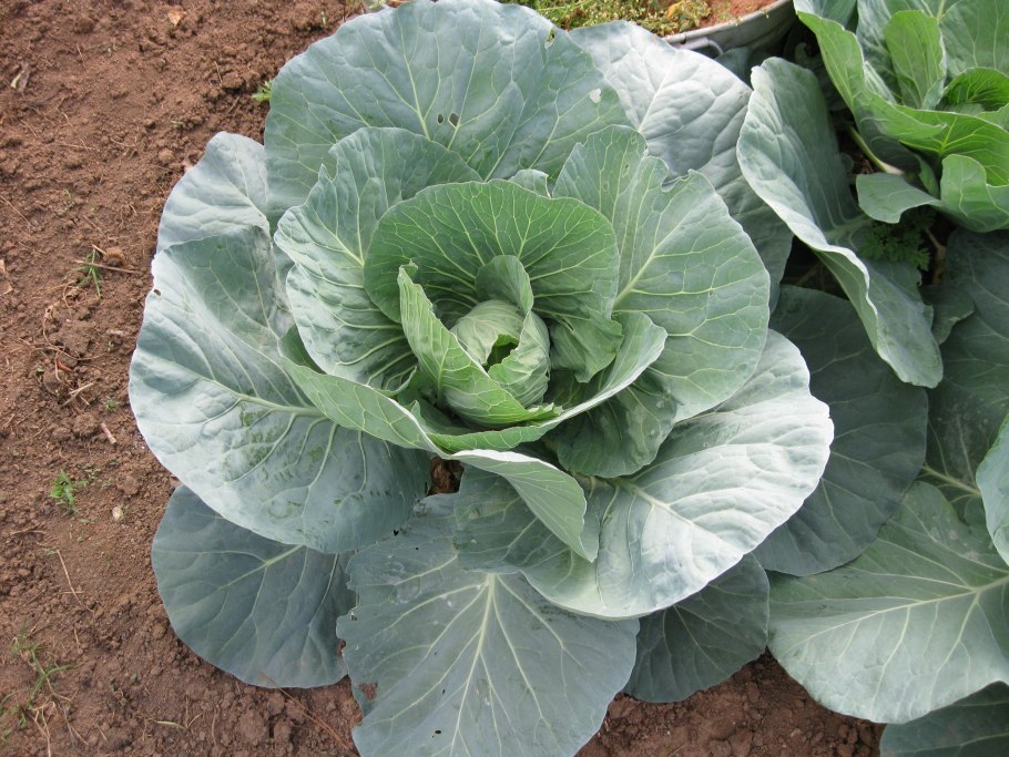 Brassica narinosa