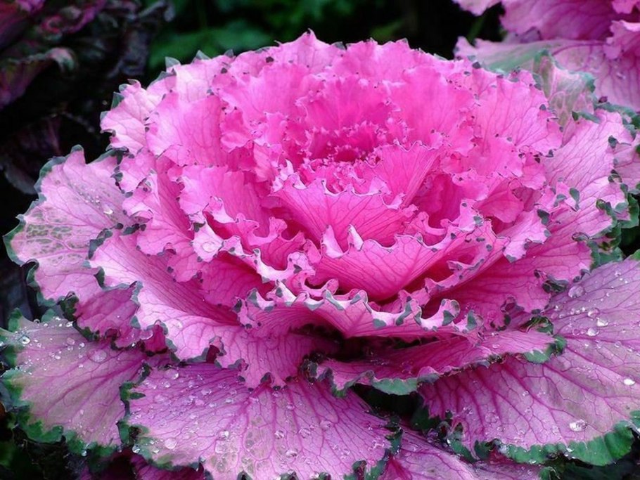 Декоративная капуста Brassica oleracea