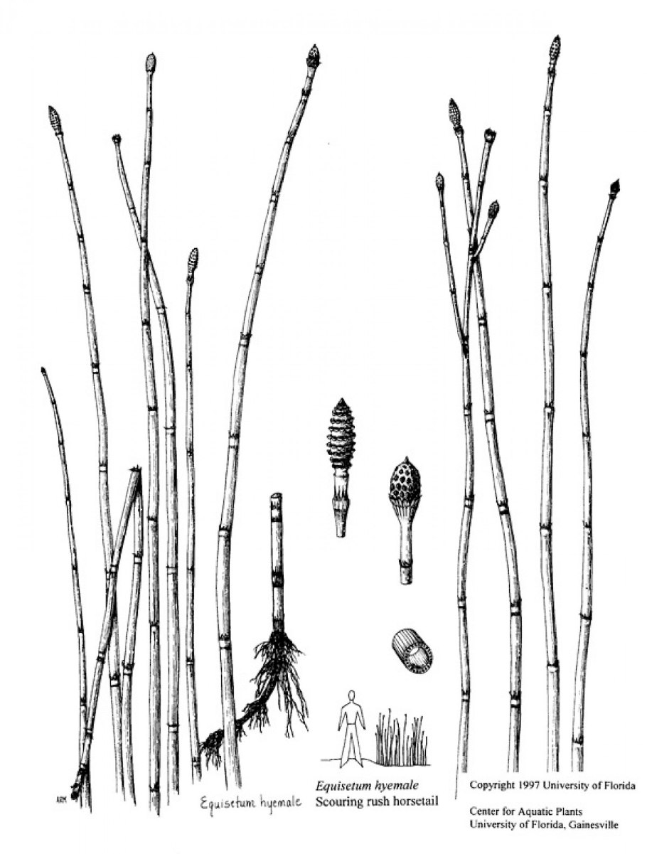 Хвощ зимующий Equisetum hyemale