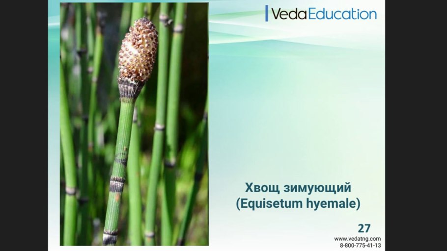 Строение весеннего побега хвоща полевого