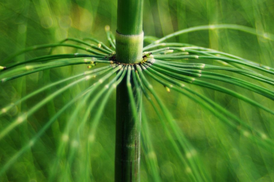 Жизненный цикл моховидных растений схема