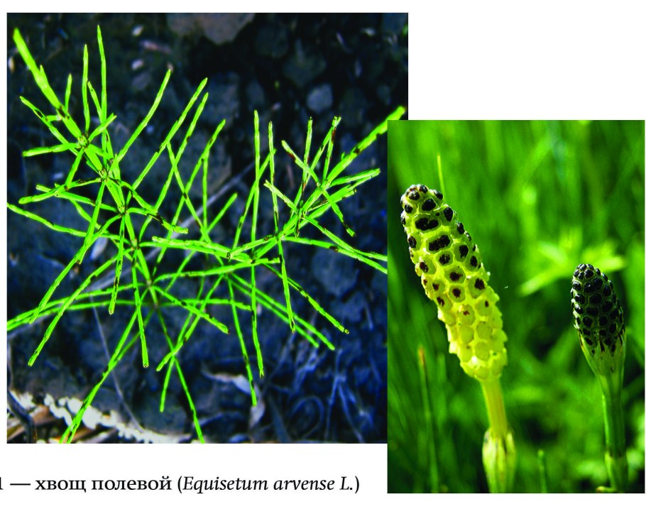 Плауны представители