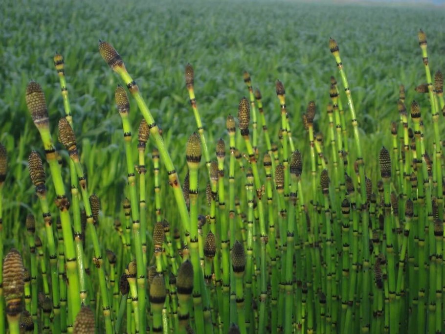 Хвощ большой – Equisetum telmateia Ehrh.