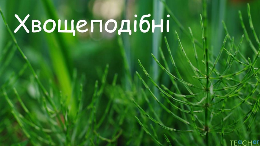 Хвощ ветвистый