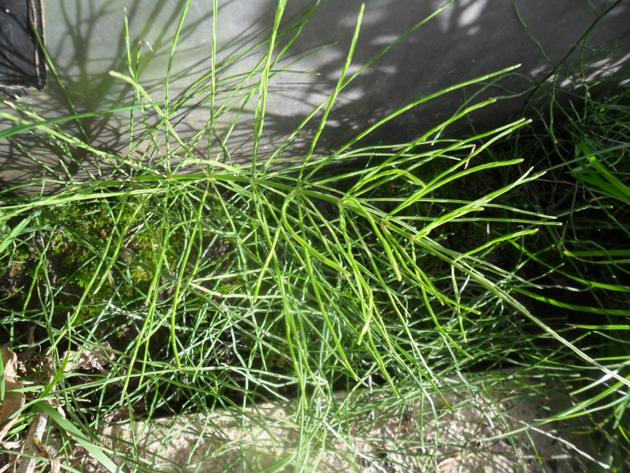 Хвощ зимующий