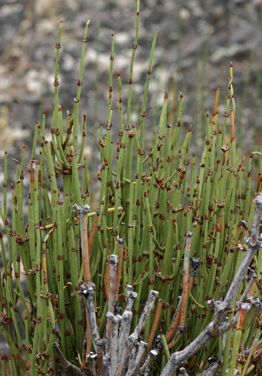 Equisetum telmateia
