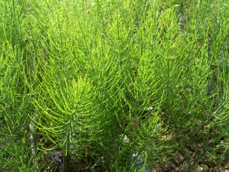 Высшие споровые растения плауны