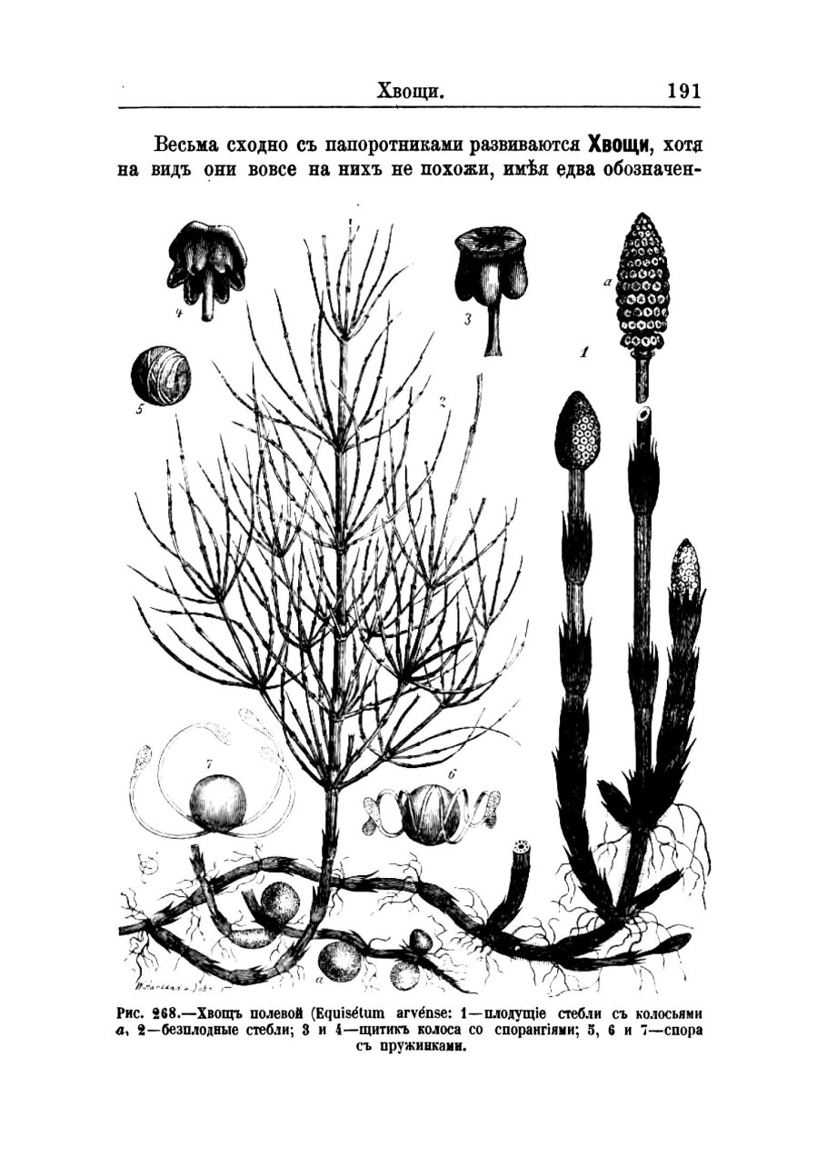 Членистое строение хвоща