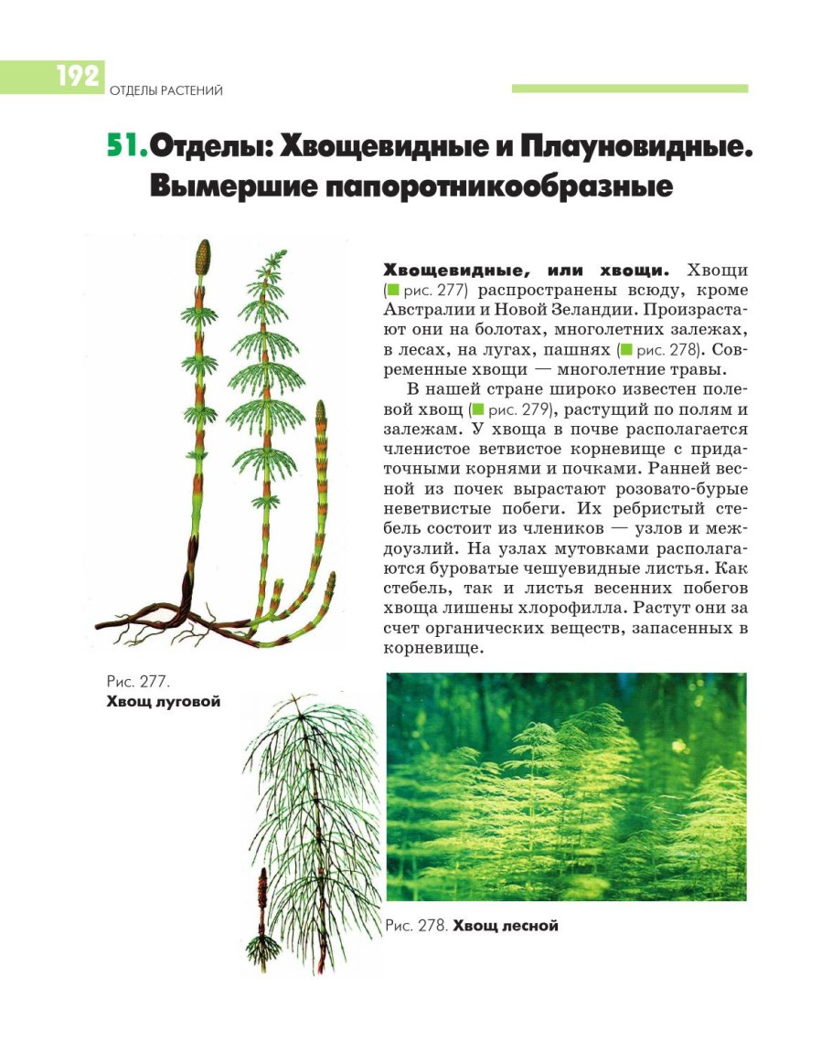 Вегетативный побег хвоща