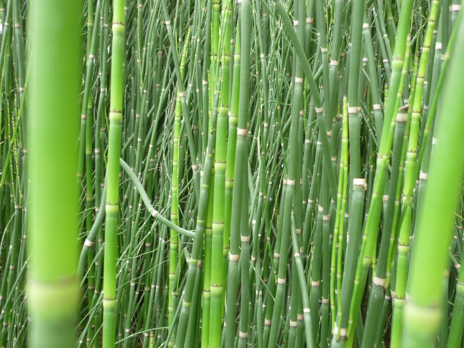 Хвощ тростниковый бамбук