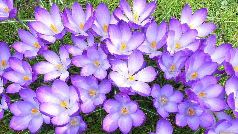 Пролески, подснежники, крокусы