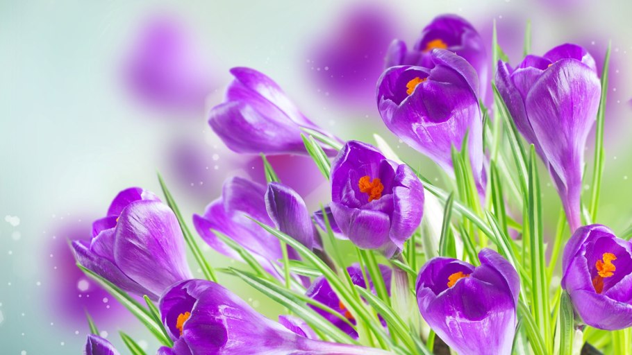 Крокус Шафран желтый