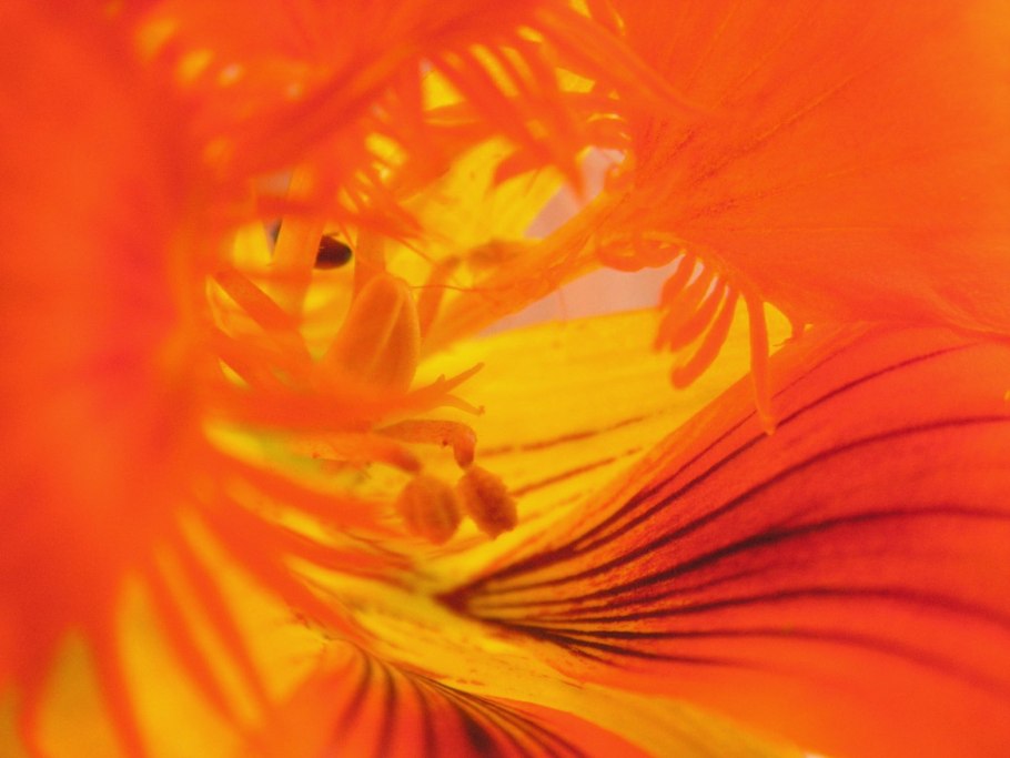 ARRDEE - Flowers (say my name)