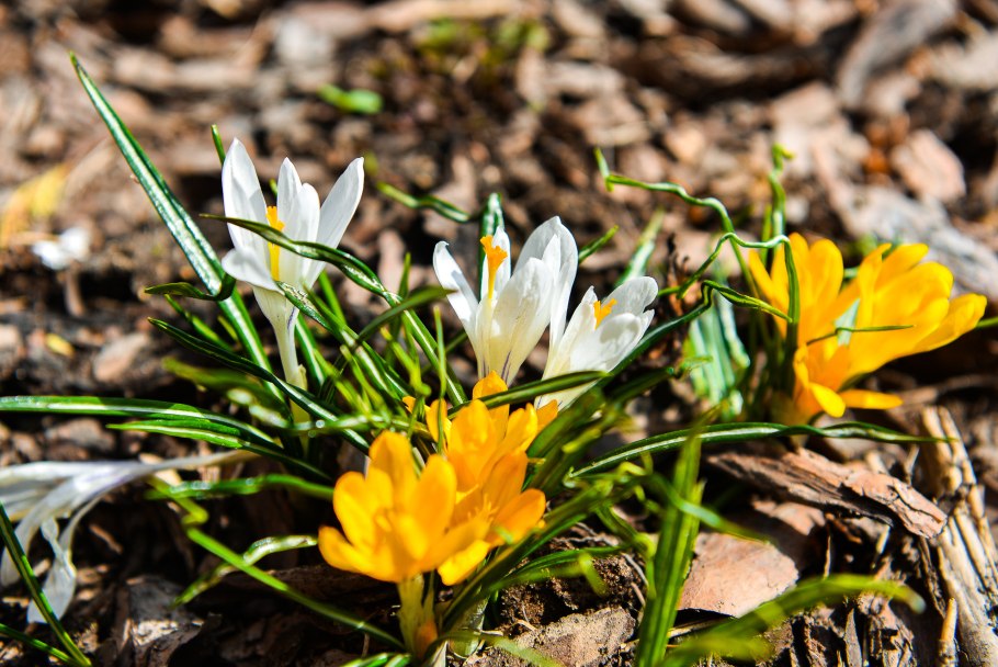 Dirty Beaches true Blue