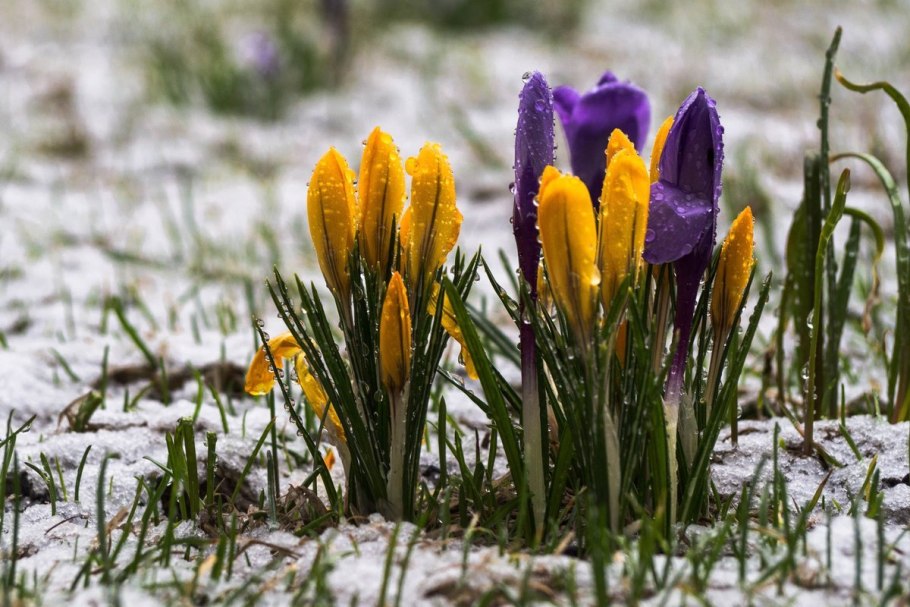 Сообщение о первоцветах 2 класс окружающий