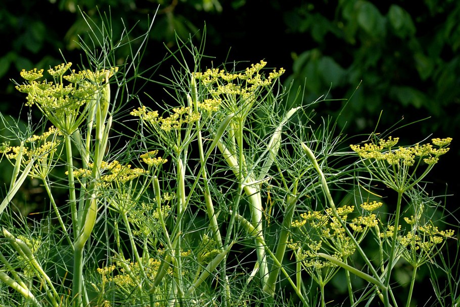 Фенхель обыкновенный Foeniculum vulgare сырье