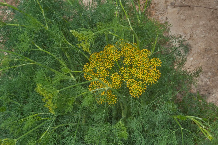 Фенхель. Foeniculum vulgare