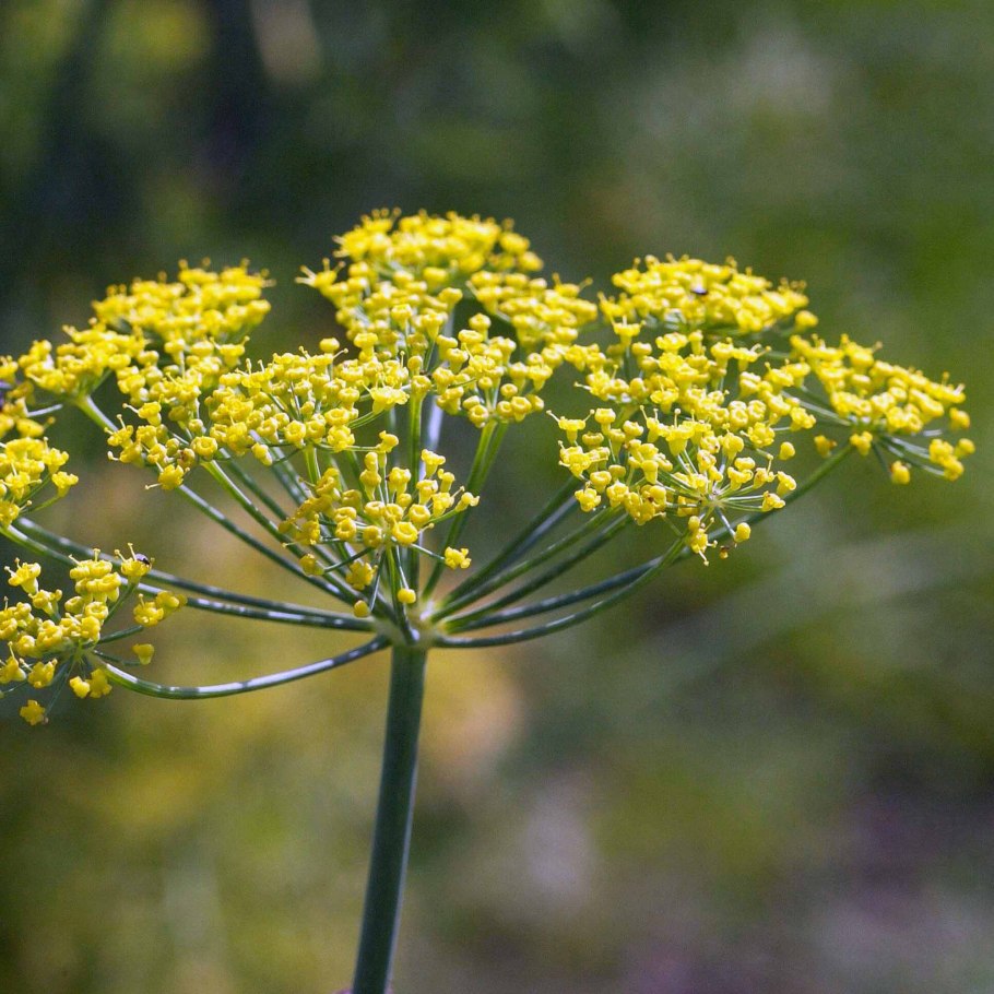 Фенхель обыкновенный Foeniculum vulgare гербарий