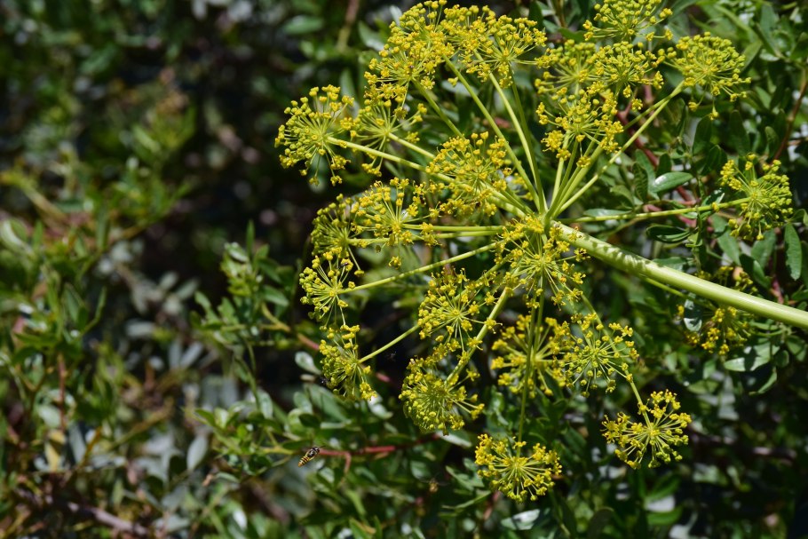 Фенхель (Foeniculum)