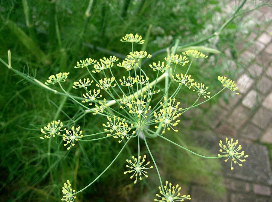 Фенхель (Foeniculum)