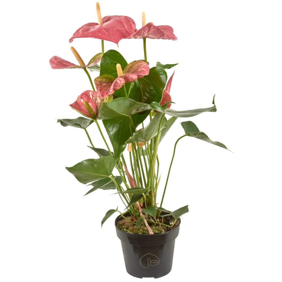 Антуриум Пинк Эксплоужен