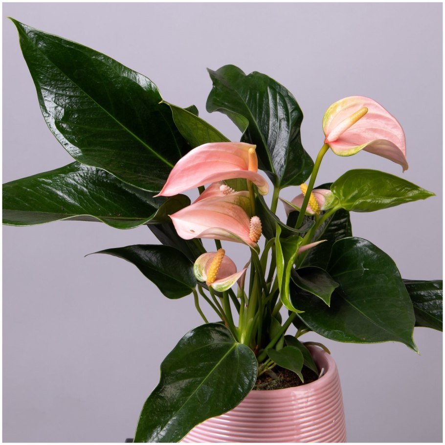 Антуриум Андрианум