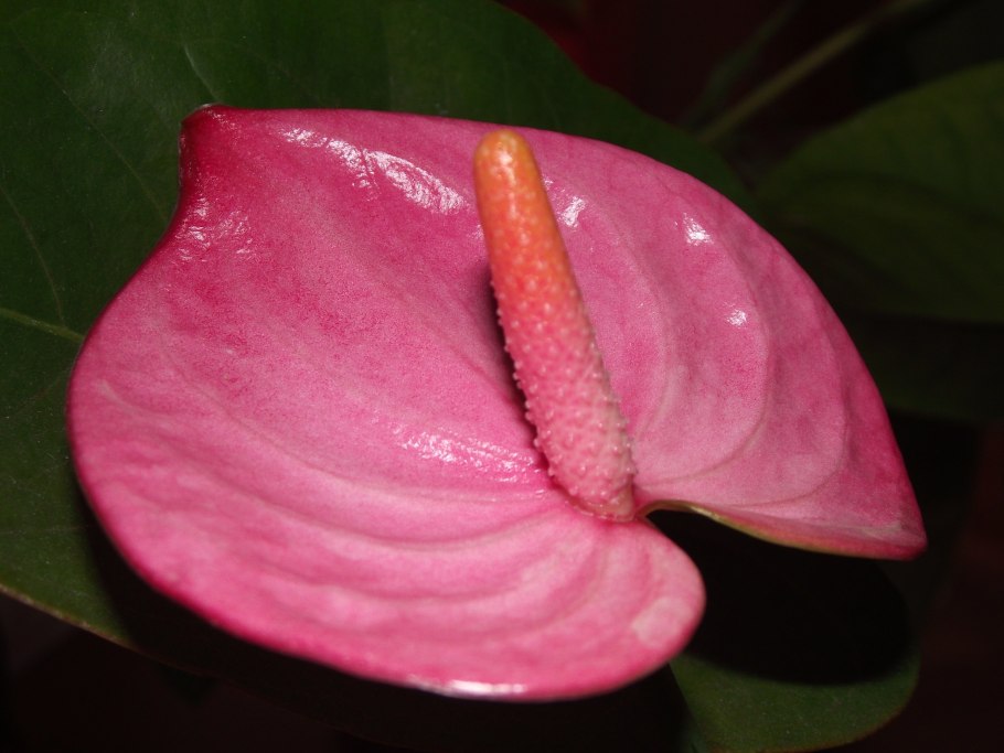 Антуриум Андрианум